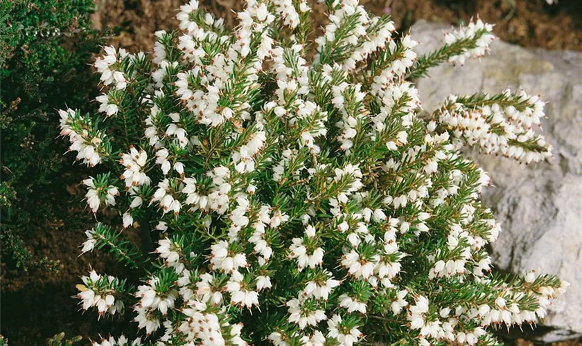 Winterblühende Heide 'Silberschmelze'