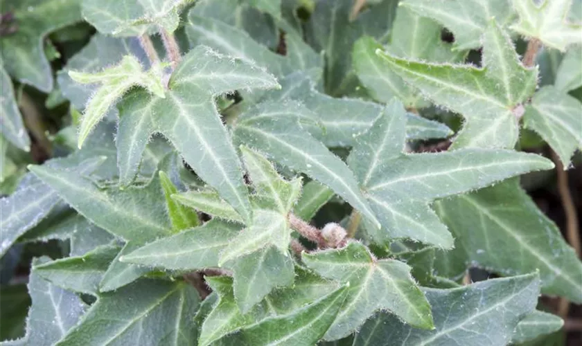 Hedera helix 'Asterisk'