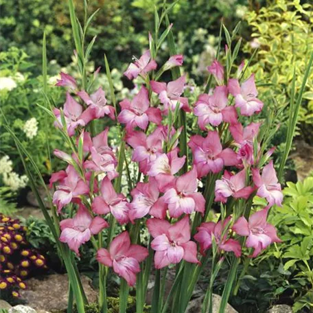 Gladiolus 'Charming Beauty'