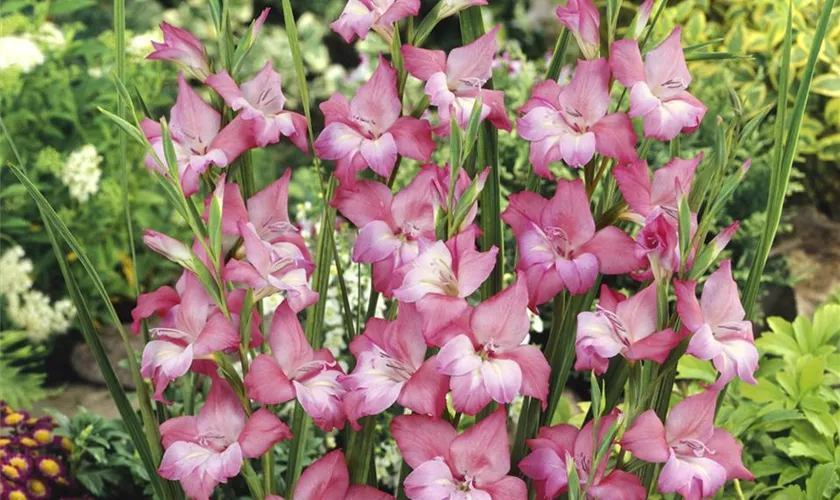 Nanus-Gladiole 'Charming Beauty'