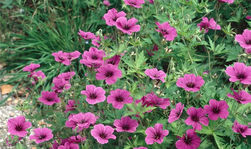 Geranium psilostemon