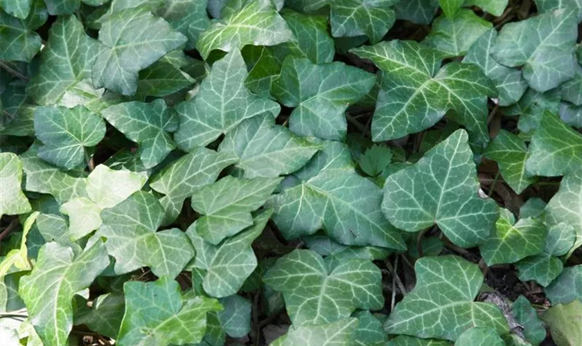 Hedera helix 'Baltica'