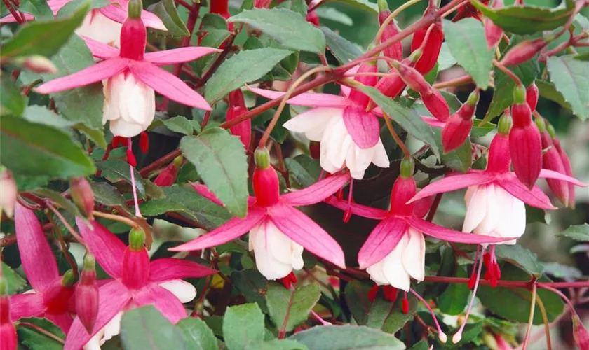 Fuchsia 'Frau Alice Hoffmann'