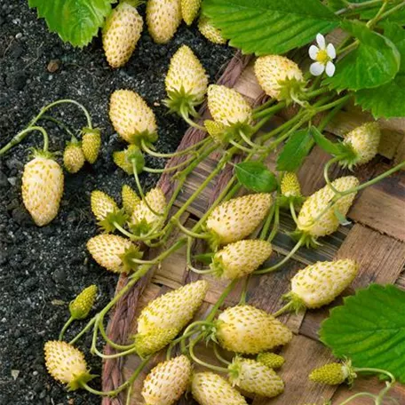 Fragaria vesca var. semperflorens 'Alba'