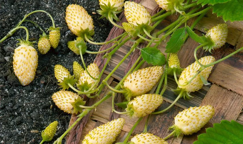 Fragaria vesca 'Yellow Alpine'