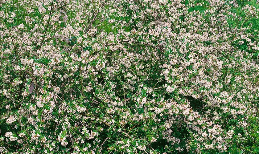 Escallonia 'Donard Seedling'