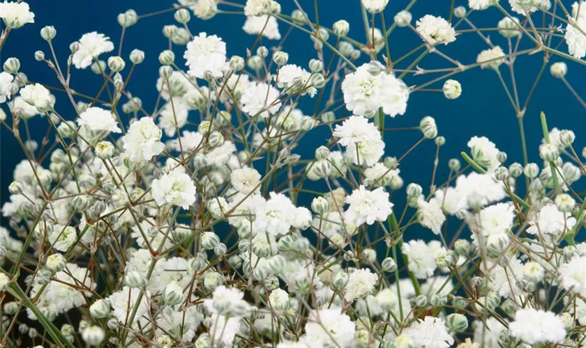 Gypsophila paniculata 'Bristol Fairy'