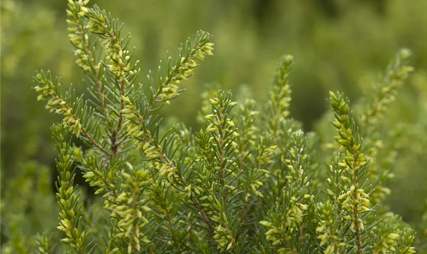 Winterblühende Heide 'White Perfection'