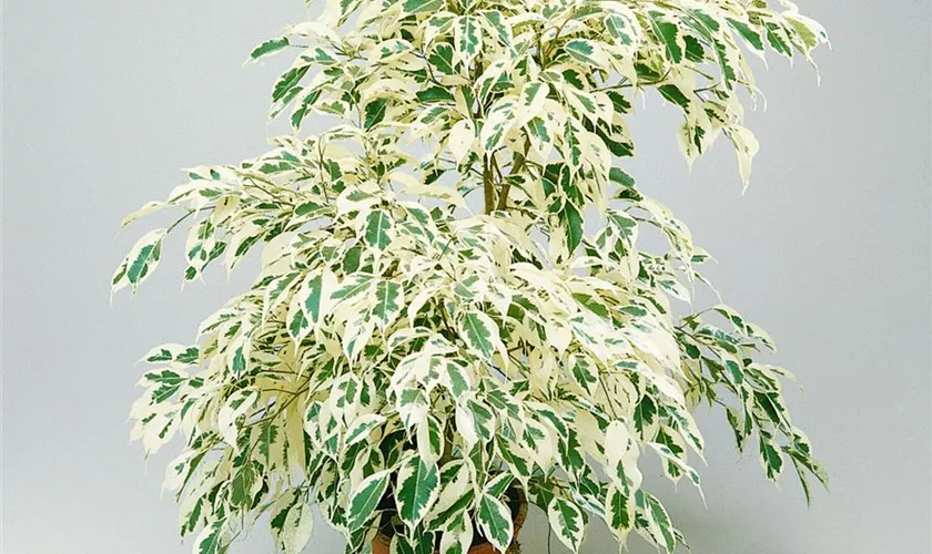 Ficus benjamina 'Starlight'