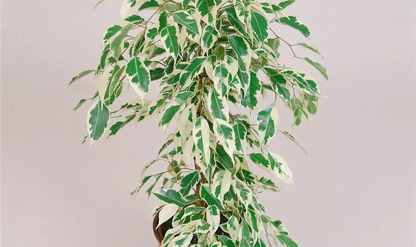 Ficus benjamina 'Nikita'