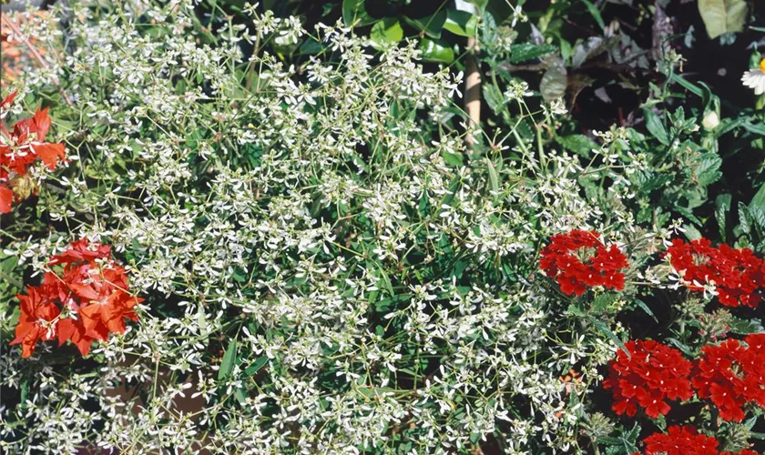 Euphorbia hypericifolia 'Diamond Fizz'