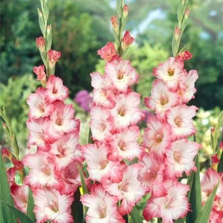 Gladiole 'Dolce Vita'