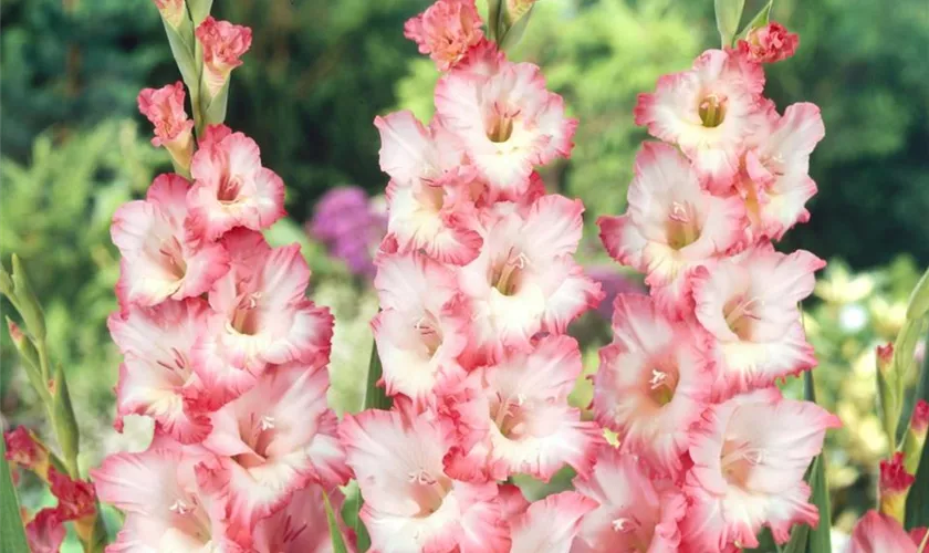 Gladiolus 'Dolce Vita'