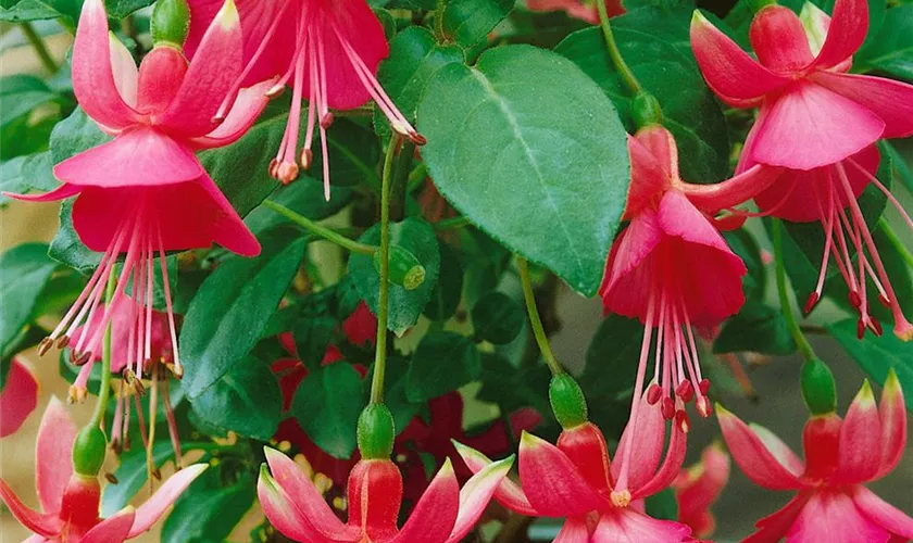 Fuchsia 'Frau Ida Noack'