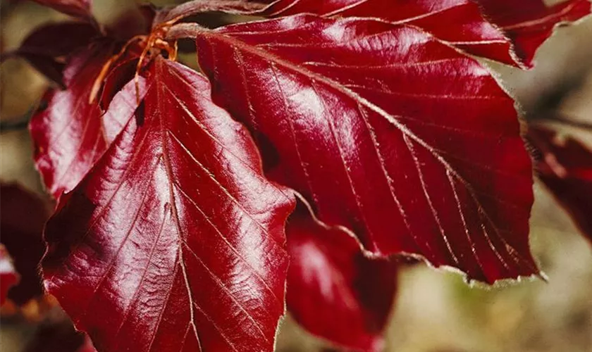 Rotbuche 'Purpurea Nana'