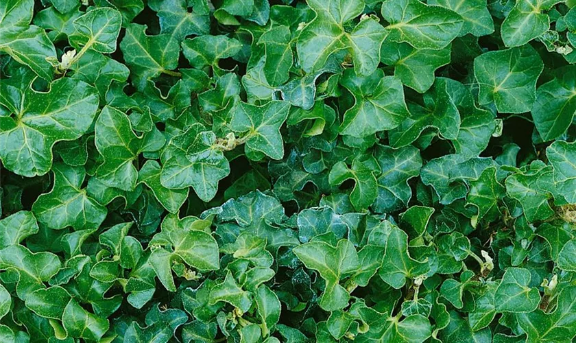 Hedera helix 'Conglomerata', Spalier