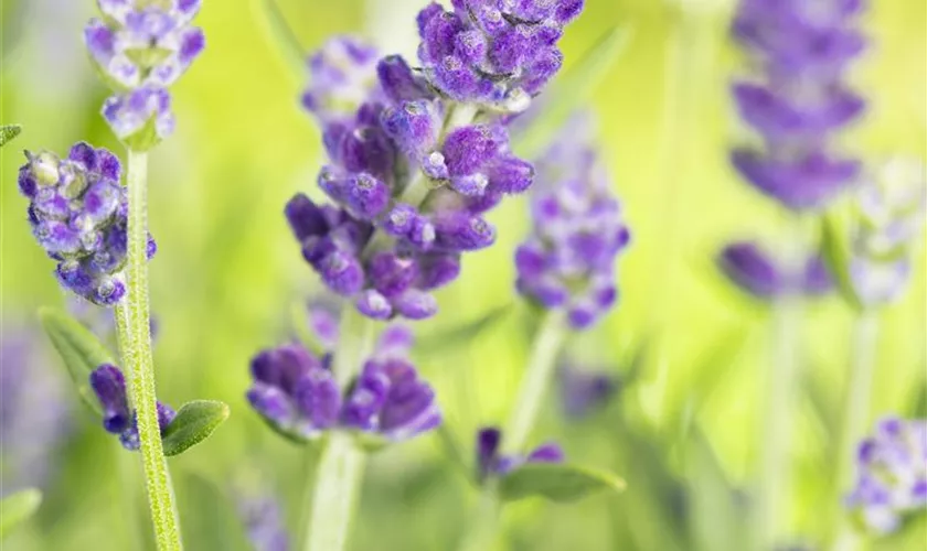 Provence-Garten-Lavendel 'Essence Purple'