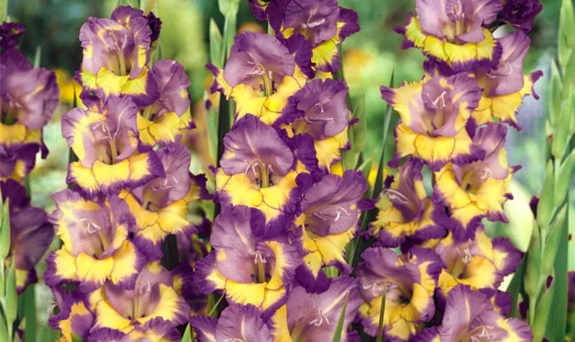 Gladiolus 'Dynamite'