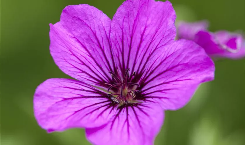 Geranium psilostemon 'Patricia'