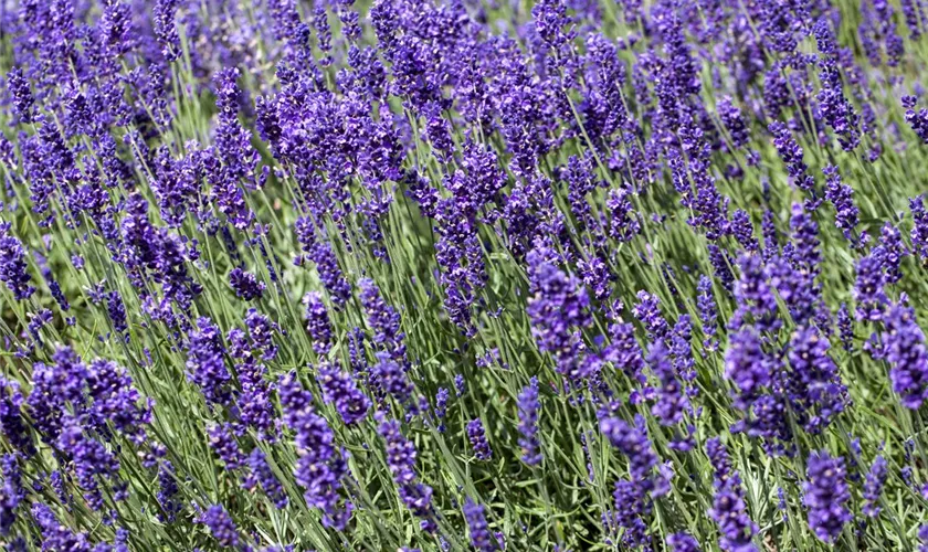 Lavandula angustifolia 'Lavance'®