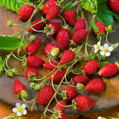 Fragaria vesca var. semperflorens 'Elvira'