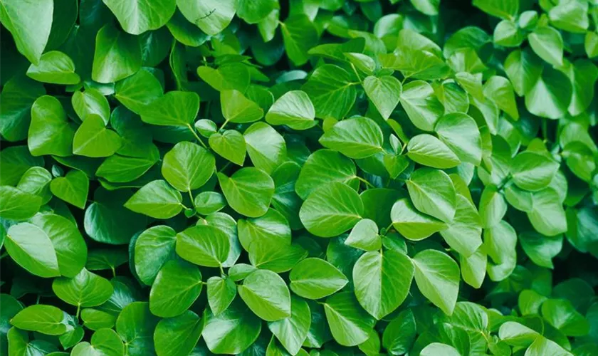 Hedera helix 'Deltoidea'