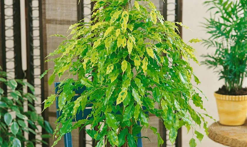 Ficus benjamina 'Golden Monique'