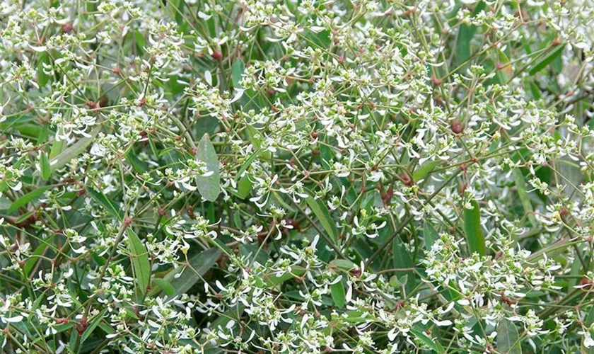 Euphorbia hypericifolia 'Silver Fog'