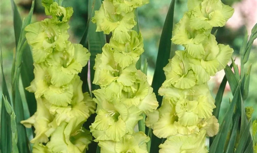 Gladiolus 'Green Star'