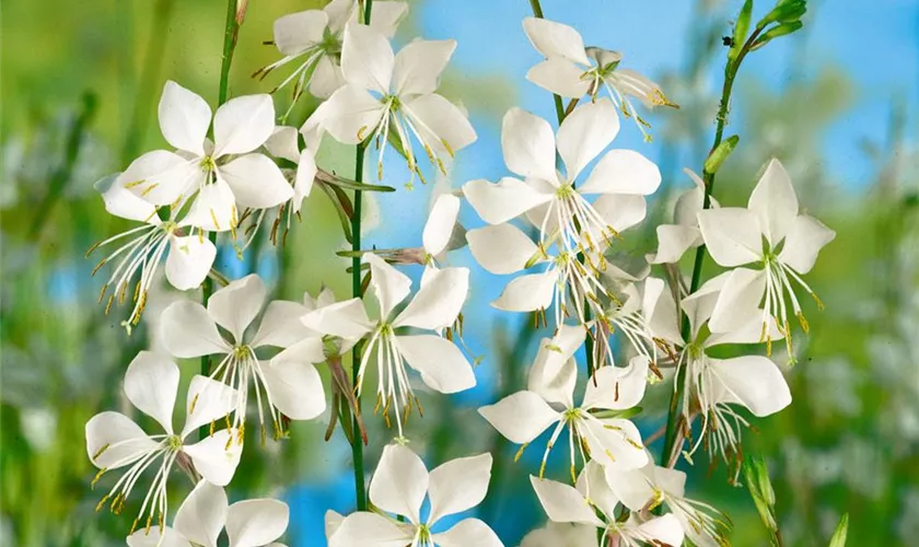 Gaura lindheimeri 'Whirling Butterflies'