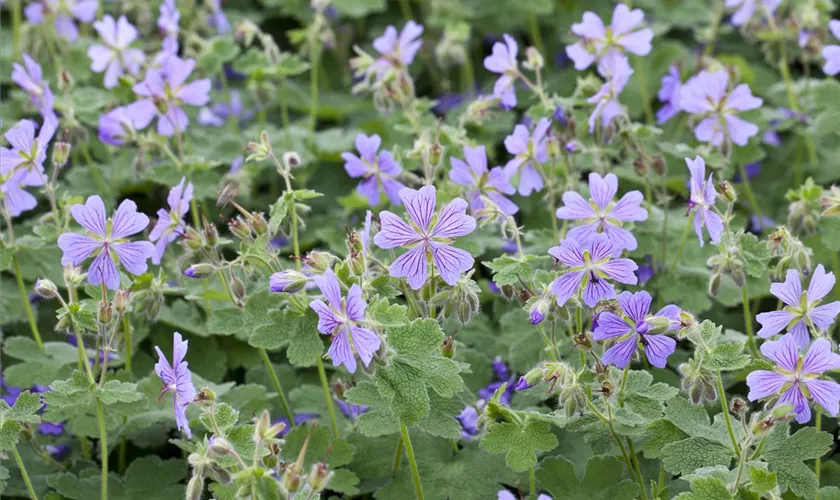 Geranium renardii, blau