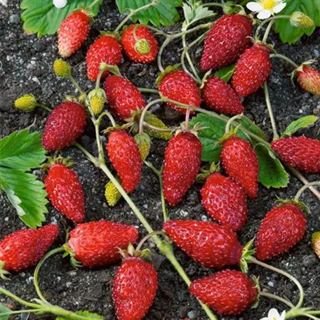 Fragaria vesca var. semperflorens 'Gorella'