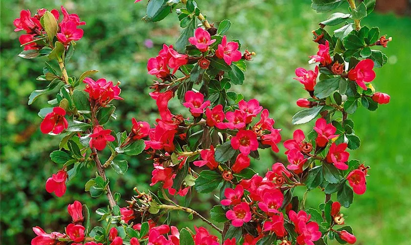 Escallonia 'Pride of Donard'