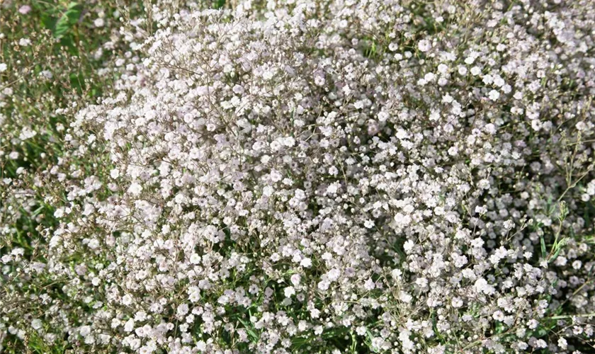 Garten-Schleierkraut 'Schneeflocke'