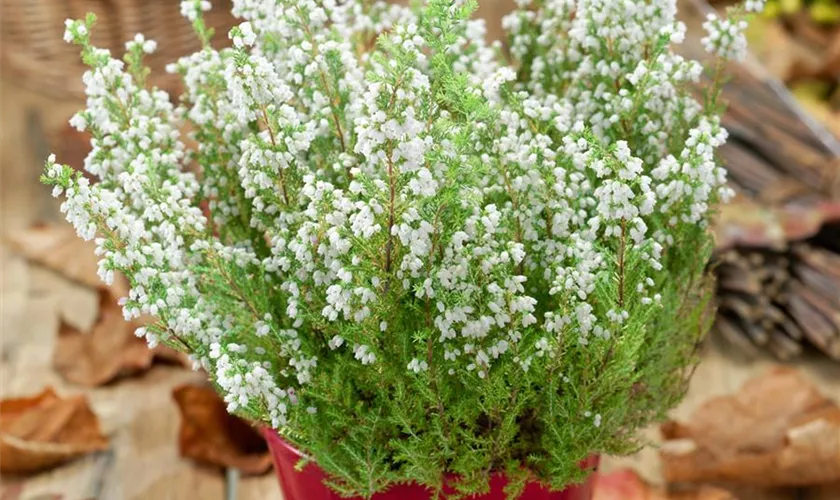 Erica gracilis 'Magic Dreams'