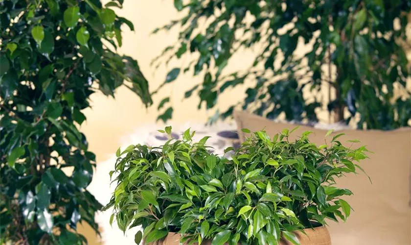 Ficus benjamina 'Green Kinky'