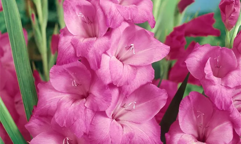 Gladiolus 'Fidelio'