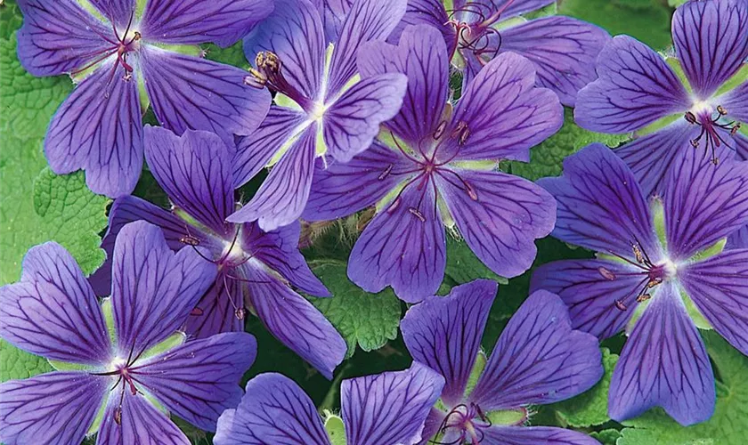 Geranium renardii 'Philippe Vapelle'