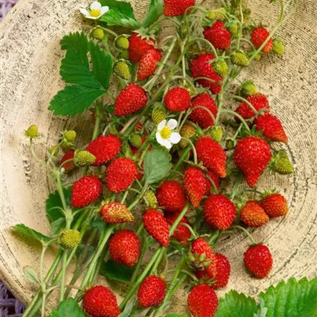 Fragaria vesca var. semperflorens 'Merci'®