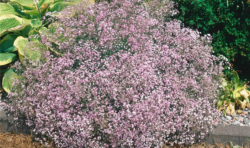 Kriechendes Garten-Schleierkraut 'Dorothy Teacher'