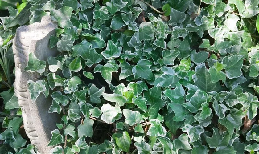 Hedera helix 'Glacier'