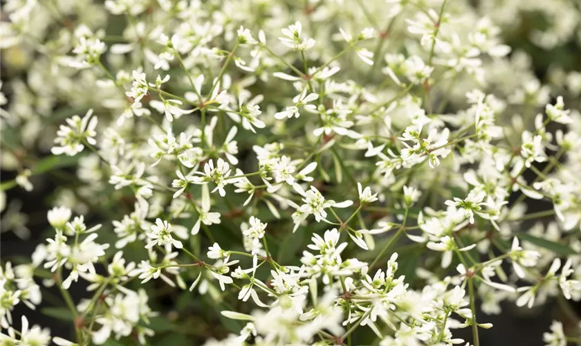 Euphorbia hypericifolia 'Starblast™ White'