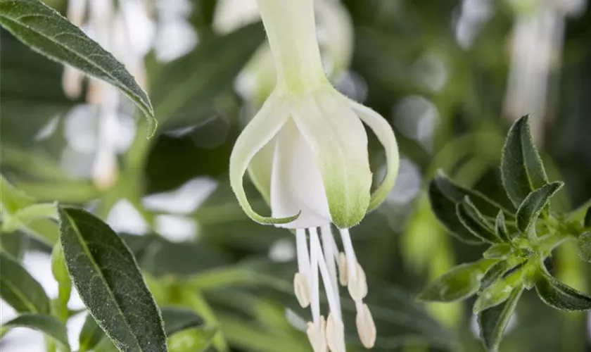 Fuchsia 'Hawkshead'