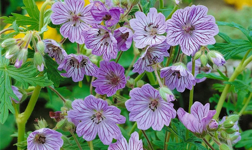 Geranium renardii 'Terre Franche'