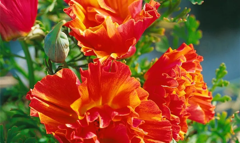 Kalifornischer Mohn 'Copper Swirl'