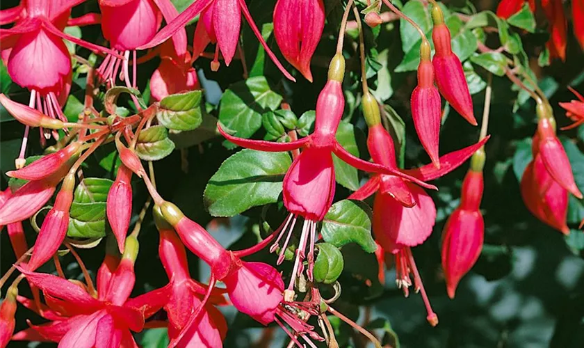 Fuchsia 'Jack Shahan'