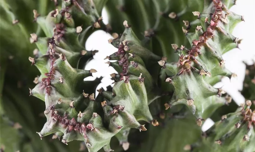 Euphorbia lactea 'Cristata'