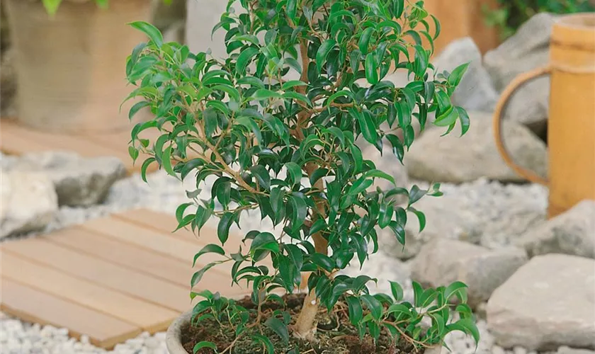 Ficus benjamina 'Wiandi'