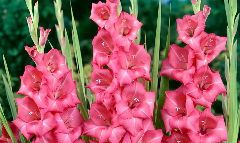 Gladiole 'Isla Margarita'