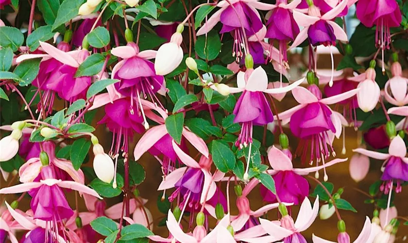 Fuchsie 'Jollies® La Campanella'